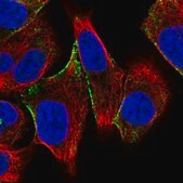 Anti-CITED4 antibody produced in rabbit Prestige Antibodies&#174; Powered by Atlas Antibodies, affinity isolated antibody, buffered aqueous glycerol solution