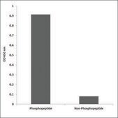 Anti-phospho-PECAM-1 (pTyr713) antibody produced in rabbit affinity isolated antibody