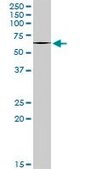 Anti-ABI2 antibody produced in mouse IgG fraction of antiserum, buffered aqueous solution