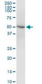 Monoclonal Anti-DEAF1 antibody produced in mouse clone 3C12, purified immunoglobulin, buffered aqueous solution