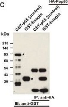 单克隆抗- 谷胱甘肽-S-转移酶（GST） 小鼠抗 clone GST-2, ascites fluid