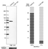 Anti-BAIAP2L1 antibody produced in rabbit Prestige Antibodies&#174; Powered by Atlas Antibodies, affinity isolated antibody, buffered aqueous glycerol solution, Ab3