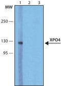 Anti-XPO4 antibody, Mouse monoclonal clone XP-12, purified from hybridoma cell culture