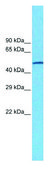 Anti-CHRNA7 (AB2) antibody produced in rabbit IgG fraction of antiserum