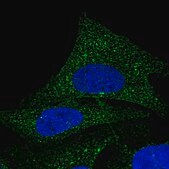 Anti-COQ9 antibody produced in rabbit Prestige Antibodies&#174; Powered by Atlas Antibodies, affinity isolated antibody, buffered aqueous glycerol solution