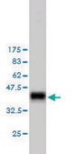 Monoclonal Anti-RASA1 antibody produced in mouse clone 2C12, purified immunoglobulin, buffered aqueous solution