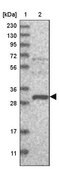 Anti-EFCAB2 antibody produced in rabbit Prestige Antibodies&#174; Powered by Atlas Antibodies, affinity isolated antibody, buffered aqueous glycerol solution, ab2