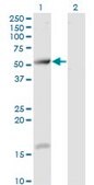 Monoclonal Anti-TCP11 antibody produced in mouse clone 2E3, purified immunoglobulin, buffered aqueous solution