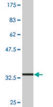 Monoclonal Anti-SLC36A2 antibody produced in mouse clone 2H3, purified immunoglobulin, buffered aqueous solution