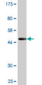 Monoclonal Anti-OSTF1 antibody produced in mouse clone 2E6, purified immunoglobulin, buffered aqueous solution
