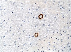 Anti-ASAP1/Centaurin β4 (ED-20) antibody produced in rabbit IgG fraction of antiserum, buffered aqueous solution