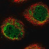Anti-HIGD1A antibody produced in rabbit Prestige Antibodies&#174; Powered by Atlas Antibodies, affinity isolated antibody, buffered aqueous glycerol solution