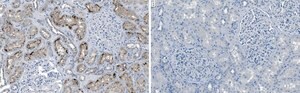 Anti-Rab7A Antibody, clone 4E15 ZooMAb&#174; Rabbit Monoclonal recombinant, expressed in HEK 293 cells