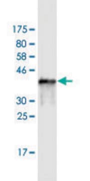 Monoclonal Anti-SH3BP5 antibody produced in mouse clone 1D5, purified immunoglobulin, buffered aqueous solution