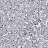 Anti-CLEC4G antibody produced in rabbit Prestige Antibodies&#174; Powered by Atlas Antibodies, affinity isolated antibody, buffered aqueous glycerol solution