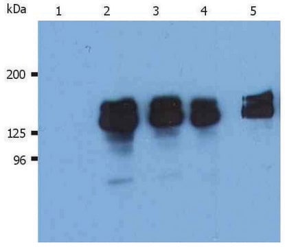 Monoclonal Anti-SHIP1 antibody produced in mouse clone SHIP-02