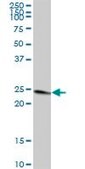 Anti-TFAM antibody produced in mouse purified immunoglobulin, buffered aqueous solution
