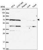 Anti-EEF1D antibody produced in rabbit Prestige Antibodies&#174; Powered by Atlas Antibodies, affinity isolated antibody