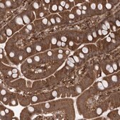 Anti-C12orf4 antibody produced in rabbit affinity isolated antibody, buffered aqueous glycerol solution