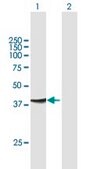 Anti-ADAP1 antibody produced in mouse purified immunoglobulin, buffered aqueous solution