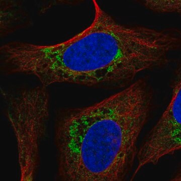 Anti-USMG5 antibody produced in rabbit Prestige Antibodies&#174; Powered by Atlas Antibodies, affinity isolated antibody