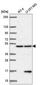 Anti-PCBP4 antibody produced in rabbit Prestige Antibodies&#174; Powered by Atlas Antibodies, affinity isolated antibody