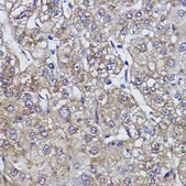 Anti-ZNF259 Antibody, clone 10V1A2, Rabbit Monoclonal