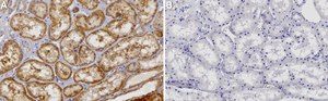 Anti-FRS2/SNT-1 Antibody, clone 1C19 ZooMAb® Rabbit Monoclonal recombinant, expressed in HEK 293 cells