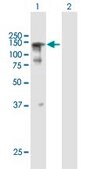 Anti-SFRS14 antibody produced in mouse purified immunoglobulin, buffered aqueous solution