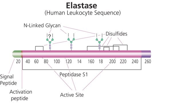 Elastase from human leukocytes lyophilized powder, &#8805;50&#160;units/mg protein (Bradford)