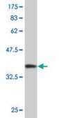 Monoclonal Anti-STAT5A, (N-terminal) antibody produced in mouse clone 1B12, purified immunoglobulin, buffered aqueous solution