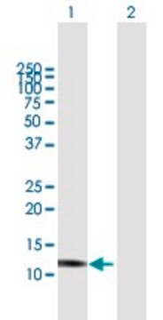 Anti-GNLY antibody produced in mouse purified immunoglobulin, buffered aqueous solution
