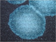 PluriSTEM-XF&#174; 重组玻连蛋白 Human pluripotent stem cell culture.
