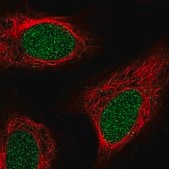 Anti-ZNF658 antibody produced in rabbit Prestige Antibodies&#174; Powered by Atlas Antibodies, affinity isolated antibody, buffered aqueous glycerol solution