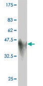 Monoclonal Anti-GCG antibody produced in mouse clone 2D3-2B11, purified immunoglobulin, buffered aqueous solution