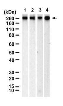 Anti-Myosin-11 Antibody, clone 1L21 ZooMAb&#174; Rabbit Monoclonal recombinant, expressed in HEK 293 cells
