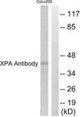 Anti-XPA antibody produced in rabbit affinity isolated antibody