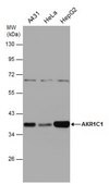 抗 AKR1C1 兔抗 affinity isolated antibody, buffered aqueous solution