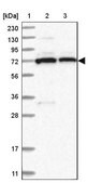 Anti-PDE11A antibody produced in rabbit Prestige Antibodies&#174; Powered by Atlas Antibodies, affinity isolated antibody, buffered aqueous glycerol solution