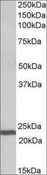 Anti-IL15 antibody produced in goat affinity isolated antibody, buffered aqueous solution