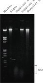 GenElute&#8482; Plant Genomic DNA Miniprep Kit sufficient for 350&#160;purifications