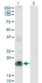 Monoclonal Anti-PIGH, (C-terminal) antibody produced in mouse clone 2F8, purified immunoglobulin, buffered aqueous solution