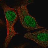 Anti-PCF11 antibody produced in rabbit Prestige Antibodies&#174; Powered by Atlas Antibodies, affinity isolated antibody