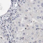 Anti-AFG3L2 antibody produced in rabbit Ab1, Prestige Antibodies&#174; Powered by Atlas Antibodies, affinity isolated antibody, buffered aqueous glycerol solution