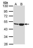 Anti-CKMT1A antibody produced in rabbit affinity isolated antibody, buffered aqueous solution
