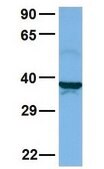 Anti-SLC30A3 antibody produced in rabbit affinity isolated antibody