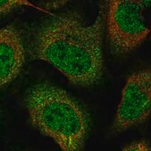 Anti-ZNF488 antibody produced in rabbit Prestige Antibodies&#174; Powered by Atlas Antibodies, affinity isolated antibody, buffered aqueous glycerol solution