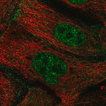 Anti-ZGPAT antibody produced in rabbit Prestige Antibodies&#174; Powered by Atlas Antibodies, affinity isolated antibody