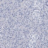 Anti-PTPRO antibody produced in rabbit Prestige Antibodies&#174; Powered by Atlas Antibodies, affinity isolated antibody, buffered aqueous glycerol solution
