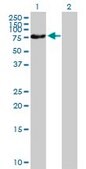 Anti-ZNF169 antibody produced in mouse purified immunoglobulin, buffered aqueous solution